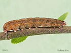  73.195 Dark Chestnut larva 30mm Copyright Martin Evans 