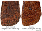  73.195 Dark Chestnut and Chestnut distal forewing Copyright Martin Evans 