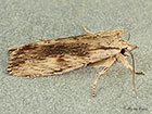  73.201 Pale Pinion dark form Copyright Martin Evans 