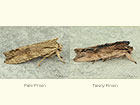  73.201 Pale Pinion, Tawny Pinion Copyright Martin Evans 