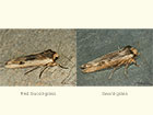  73.209 Red Sword-grass and Sword-grass Copyright Martin Evans 