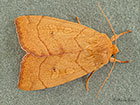  73.211 Angle-striped Sallow Copyright Martin Evans 