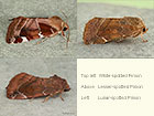  73.214 White-spotted Pinion, Lesser-spotted Pinion and Lunar-spotted Pinion Copyright Martin Evans 