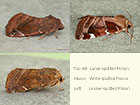  73.217 Lunar-spotted Pinion, White-spotted Pinion and Lesser-spotted Pinion Copyright Martin Evans 