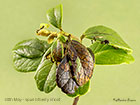  73.221 Suspected spinning of Bilberry shoot Copyright Martin Evans 