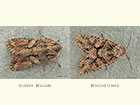  73.227 Sombre Brocade and Brindled Green Copyright Martin Evans 