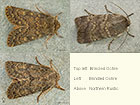  73.234 Brindled Ochre and Northern Rustic Copyright Martin Evans 