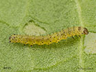  73.235 Feathered Ranunculus larva 4mm Copyright Martin Evans 