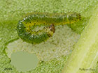  73.235 Feathered Ranunculus larva 4mm Copyright Martin Evans 