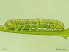  73.235 Feathered Ranunculus larva 17mm Copyright Martin Evans 
