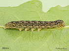 73.235 Feathered Ranunculus larva 28mm Copyright Martin Evans 