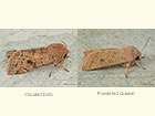  73.242 Clouded Drab and Powdered Quaker Copyright Martin Evans 
