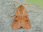  73.243 Blossom Underwing Copyright Martin Evans 