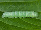  73.244 Common Quaker larva Copyright Martin Evans 