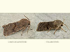  73.246 Lead-coloured Drab and Clouded Drab Copyright Martin Evans 