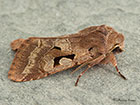  73.249 Hebrew Character Copyright Martin Evans 