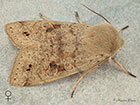  73.250 Twin-spotted Quaker female Copyright Martin Evans 