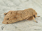  73.250 Twin-spotted Quaker female Copyright Martin Evans 