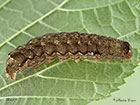  73.250 Twin-spotted Quaker larva 30mm Copyright Martin Evans 