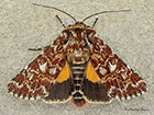  73.257 Beautiful Yellow Underwing Copyright Martin Evans 