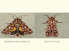  73.257 Beautiful Yellow Underwing and True-lover's Knot Copyright Martin Evans 
