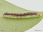  73.261 Grey Arches larva 7mm Copyright Martin Evans 