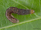  73.261 Grey Arches larva 11mm Copyright Martin Evans 