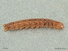 73.261 Grey Arches larva 22mm Copyright Martin Evans 