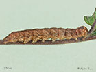  73.261 Grey Arches larva 27mm Copyright Martin Evans 