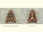  73.264 Pale-shouldered Brocade and Dog's Tooth Copyright Martin Evans 