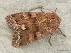  73.271 Broom Moth Copyright Martin Evans 