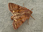  73.271 Broom Moth Copyright Martin Evans 