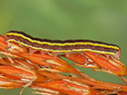  73.271 Broom Moth larva length 27mm Copyright Martin Evans 