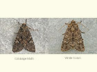  73.274 Cabbage Moth and White Colon Copyright Martin Evans 