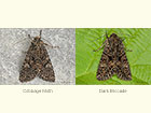  73.274 Cabbage Moth and Dark Brocade Copyright Martin Evans 