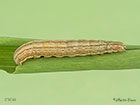  73.293 Smoky Wainscot larva 31mm Copyright Martin Evans 