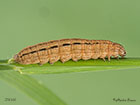  73.298 Clay larva 25mm Copyright Martin Evans 