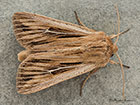  73.301 Shoulder-striped Wainscot Copyright Martin Evans 