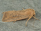 73.302 Obscure Wainscot Copyright Martin Evans 