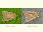  73.302 Obscure Wainscot and Southern Wainscot Copyright Martin Evans 