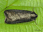  73.307 Pearly Underwing black form Copyright Martin Evans 