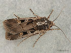  73.312 Square-spot Dart Copyright Martin Evans 