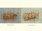  73.314 Garden Dart and Turnip Moth Copyright Martin Evans 