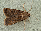  73.319 Turnip Moth female Copyright Martin Evans 