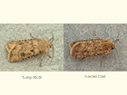  73.319 Turnip Moth and Garden Dart Copyright Martin Evans 