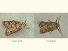  73.319 Turnip Moth and Great Dart Copyright Martin Evans 