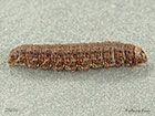  73.320 Heart and Club larva 28mm Copyright Martin Evans 