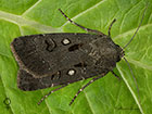  73.324 Crescent Dart female Copyright Martin Evans 