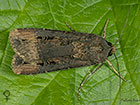  73.327 Dark Swordgrass female Copyright Martin Evans 