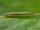  73.330 Radford's Flame Shoulder larva 11mm Copyright Martin Evans 